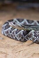 Rattlesnake, Crotalus atrox. Western Diamondback. Dangerous snake. photo