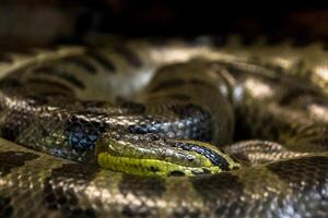 verde anaconda, eunectes murino, sucursales serpiente. enorme foto