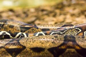 Boa constrictor snake jiboia in close up photo