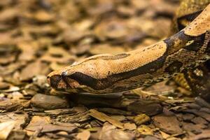 Boa constrictor, a species of large, heavy bodied snake. photo