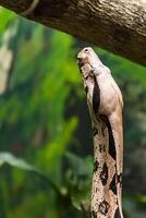 Boa constrictor snake jiboia in close up photo