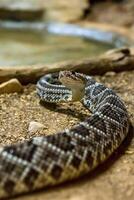 Rattlesnake, Crotalus atrox. Western Diamondback. Dangerous snake. photo