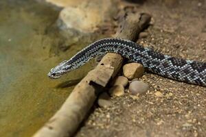 Rattlesnake, Crotalus atrox. Western Diamondback. Dangerous snake. photo