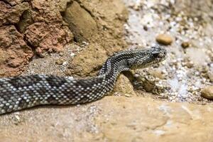 Rattlesnake, Crotalus atrox. Western Diamondback. Dangerous snake. photo