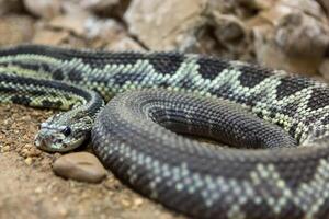 Rattlesnake, Crotalus atrox. Western Diamondback. Dangerous snake. photo