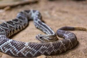 Rattlesnake, Crotalus atrox. Western Diamondback. Dangerous snake. photo