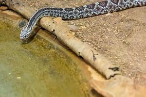 Rattlesnake, Crotalus atrox. Western Diamondback. Dangerous snake. photo