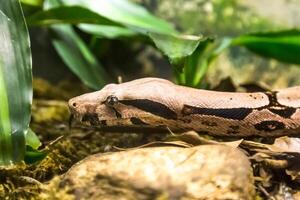 Boa constrictor, a species of large, heavy-bodied snake photo
