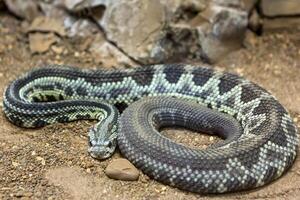 serpiente de cascabel, crotalus atrox. occidental espalda de diamante. peligroso serpiente. foto