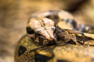 Boa constrictor, a species of large, heavy bodied snake. photo