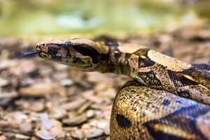 boa constrictor, un especies de grande, pesado cuerpo serpiente. foto