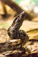 boa constrictor serpiente jiboia en cerca arriba foto