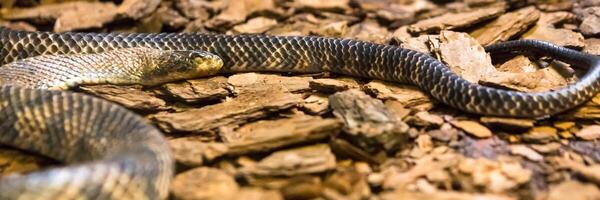 Rattlesnake, Crotalus atrox. Western Diamondback. Dangerous snake. photo