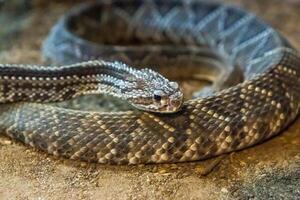 Rattlesnake, Crotalus atrox. Western Diamondback. Dangerous snake. photo