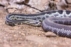 Rattlesnake, Crotalus atrox. Western Diamondback. Dangerous snake. photo