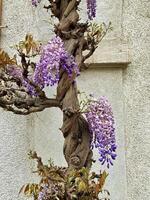 Wisteria blooms purple on a house wall photo