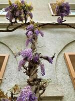 Wisteria blooms purple on an old house facade photo