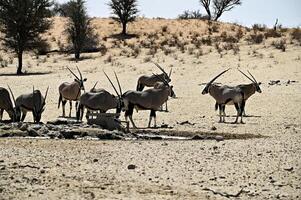 Herd of Gemsbok Oryx antelopes at a watering hole in the vast Kalahari desert. photo