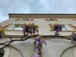 The tendrils of a purple-flowering Wisteria grow up the facade of an old house photo