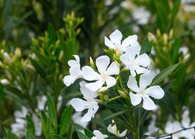 White oleander flowers and leaves in garden 3 photo