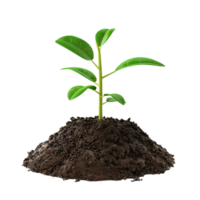 Green plant growing in soil glass on transparent background. png