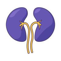 Healthy Human Kidney System Icon Part Of Urinary vector