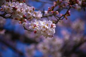 Cherry blossom at Koishikawa kourakuen park in Tokyo handheld closeup photo