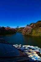 un chidorigafuchi estanque con Cereza arboles en tokio en primavera amplio Disparo foto