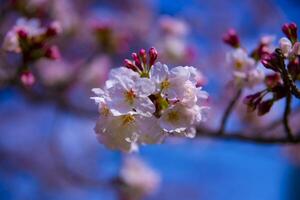 Cereza florecer a koishikawa kourakuen parque en tokio Mano de cerca foto