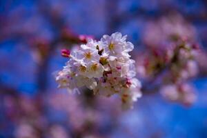 Cherry blossom at Koishikawa kourakuen park in Tokyo handheld closeup photo