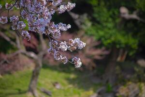 Cereza florecer a koishikawa kourakuen parque en tokio Mano de cerca foto