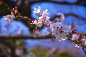 Cherry blossom at Koishikawa kourakuen park in Tokyo handheld closeup photo