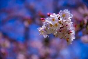 Cereza florecer a koishikawa kourakuen parque en tokio Mano de cerca foto