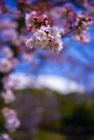 Cherry blossom at Koishikawa kourakuen park in Tokyo handheld closeup photo