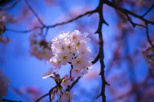 Cherry blossom at Koishikawa kourakuen park in Tokyo handheld closeup photo