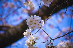 Cherry blossom at Koishikawa kourakuen park in Tokyo handheld closeup photo