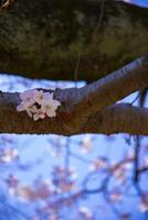 Cherry blossom at Koishikawa kourakuen park in Tokyo handheld closeup photo