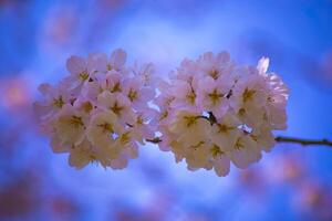 Cherry blossom at Koishikawa kourakuen park in Tokyo handheld closeup photo