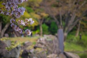 Cherry blossom at Koishikawa kourakuen park in Tokyo handheld closeup photo