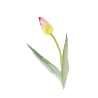 Tulip with leaves.Watercolor spring floral illustration,hand drawing.Easter, valentine, wedding invitation. png