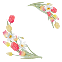 cartolina con acquerello tulipani e narcisi. primavera design per San Valentino giorno, marzo 8, La madre di giorno, Pasqua. png