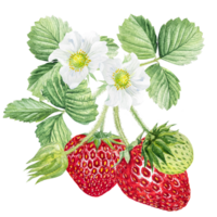 fragola acquerello illustrazione, fragola cespugli con verde le foglie e bianca fiori. png