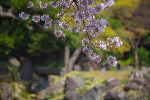 Cherry blossom at Koishikawa kourakuen park in Tokyo handheld closeup photo