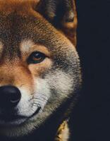 Portrait half face Young dog Shiba Inu is isolated in a studio setting photo