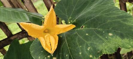 Bitter melon tree flowers photo