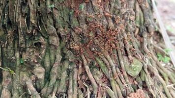 un montón de marrón hormigas en árbol bañador foto