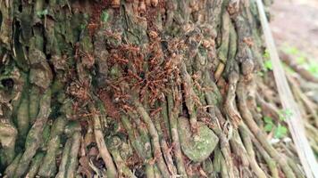 un montón de marrón hormigas en árbol bañador foto