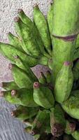 A whole bunch of bananas that are not yet ripe photo