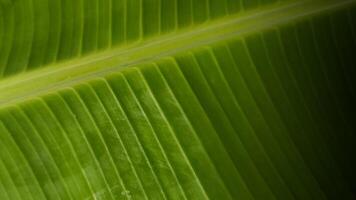 Background photo of green banana leaves