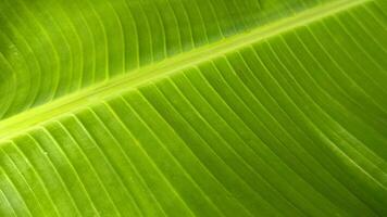 Background photo of green banana leaves